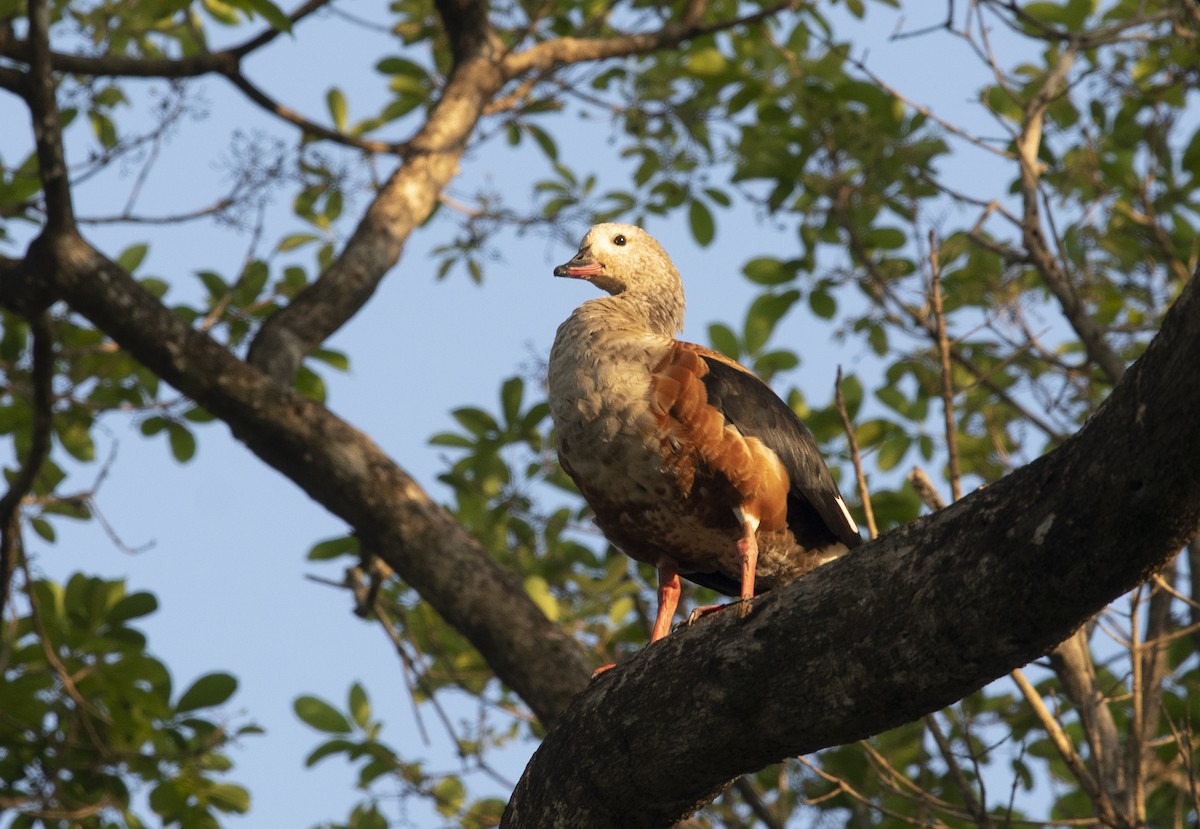 Orinoco Goose - ML644059903