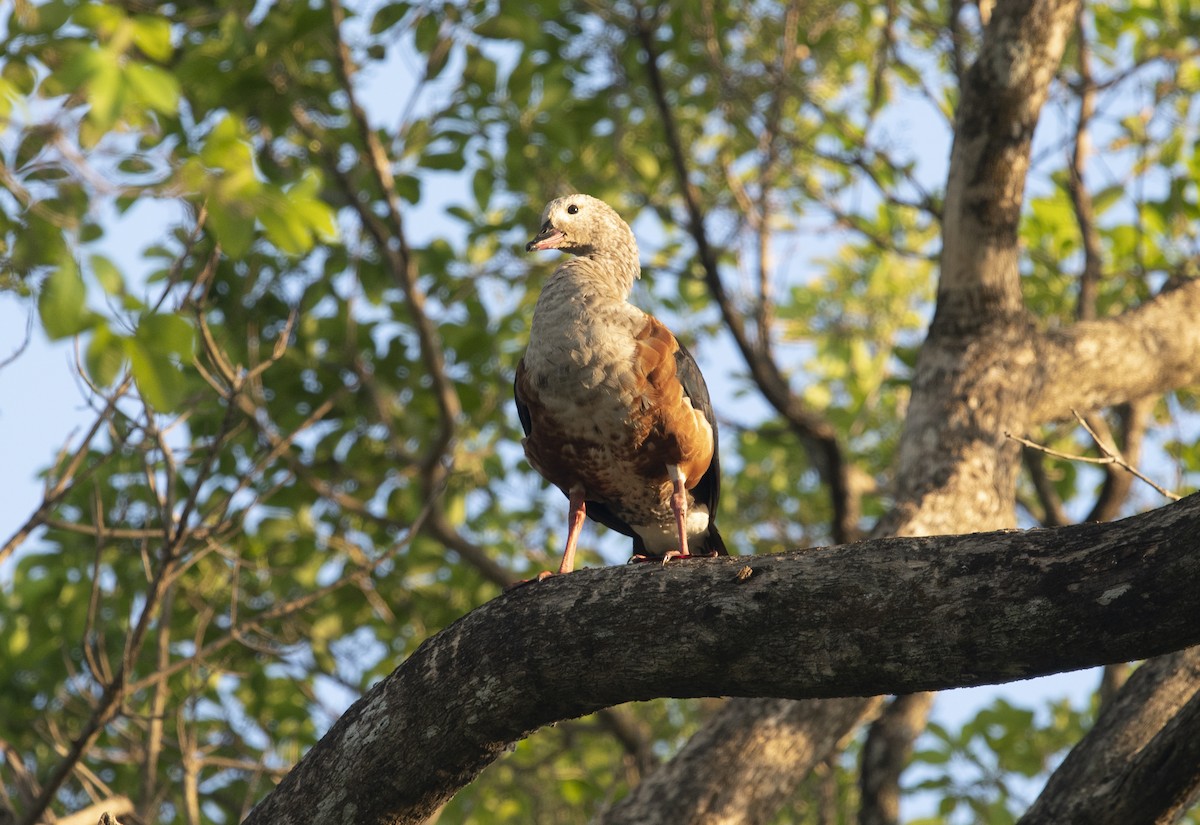 Orinoco Goose - ML644059904