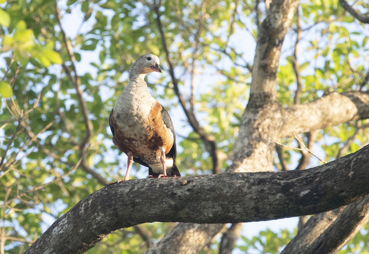 Orinoco Goose - ML644059905