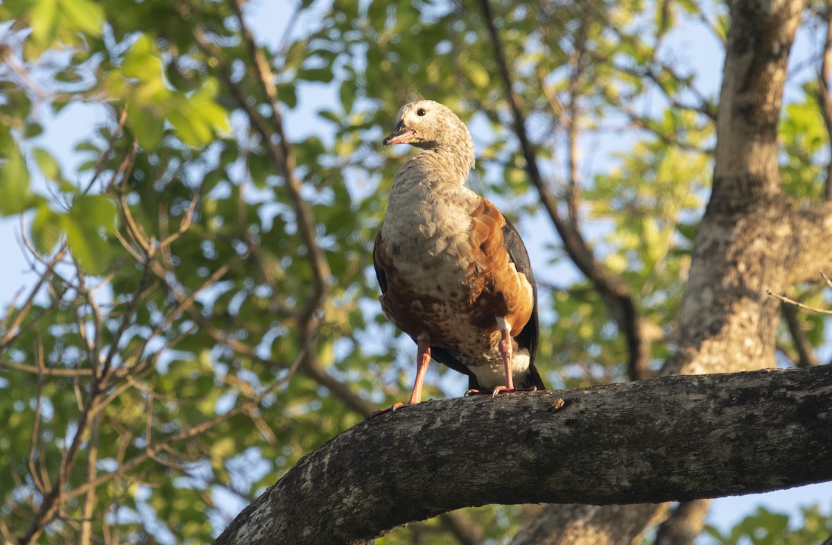 Orinoco Goose - ML644059906