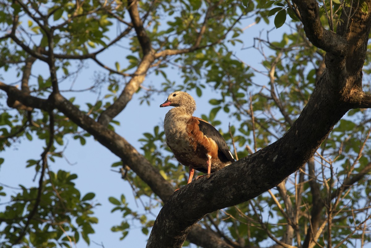 Orinoco Goose - ML644059907