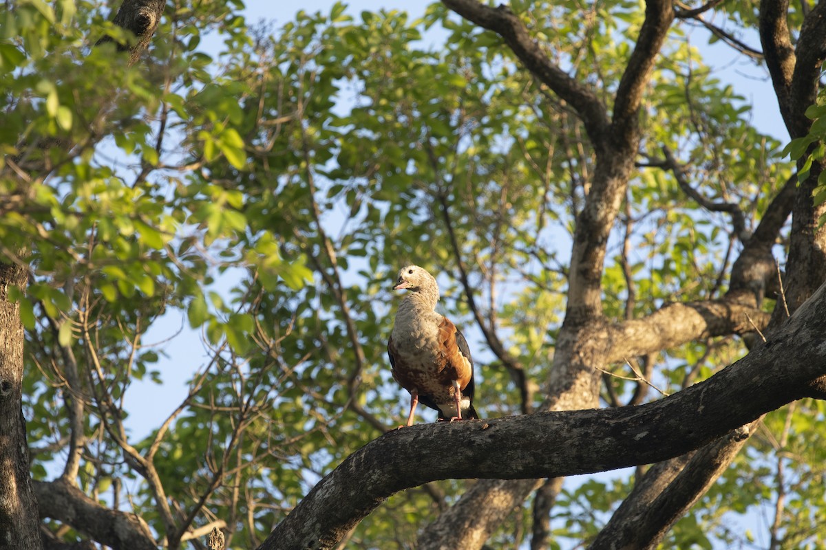 Orinoco Goose - ML644059908