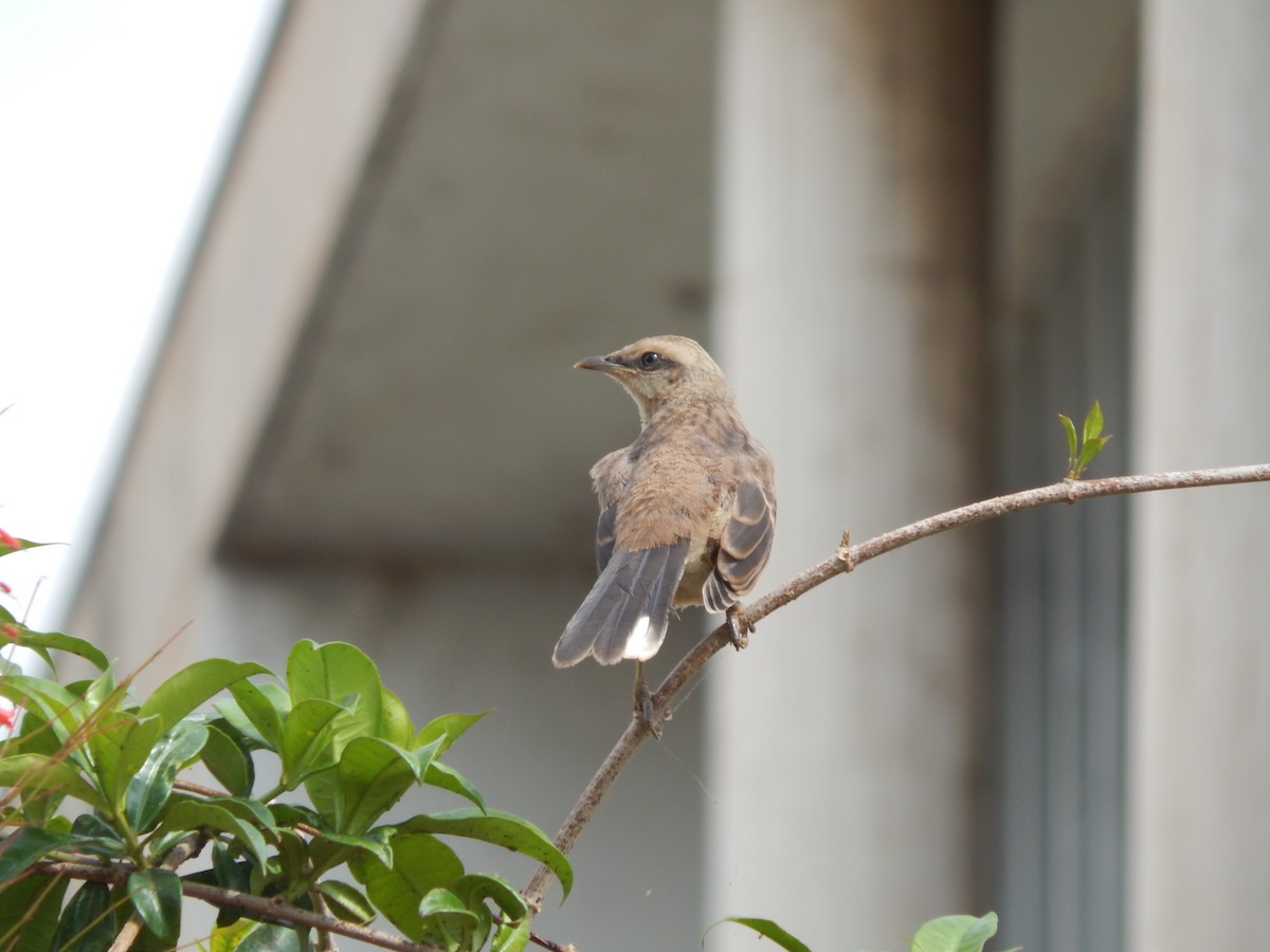 Chalk-browed Mockingbird - ML644059909