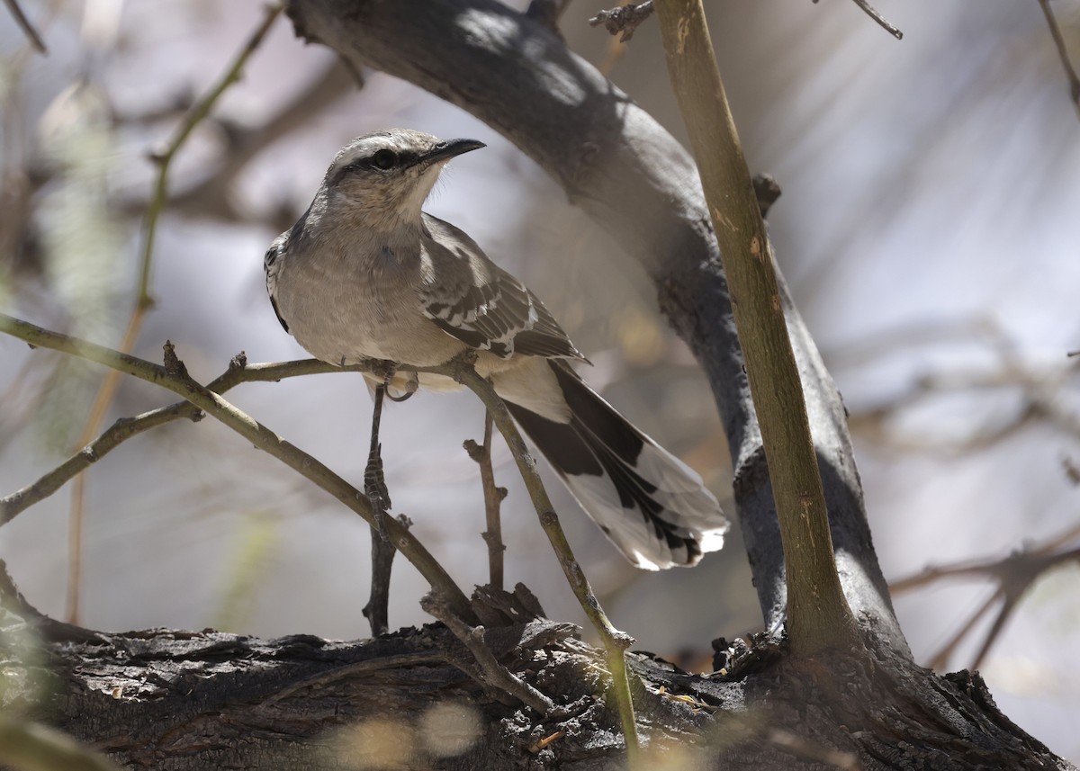 Patagonya Taklitçisi - ML644059911