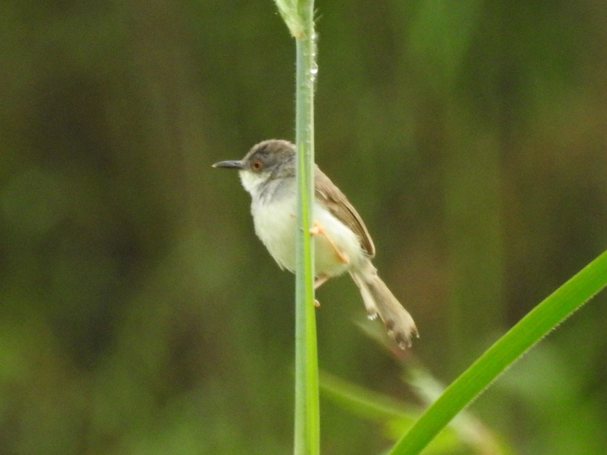 gråbrystprinia - ML644059927
