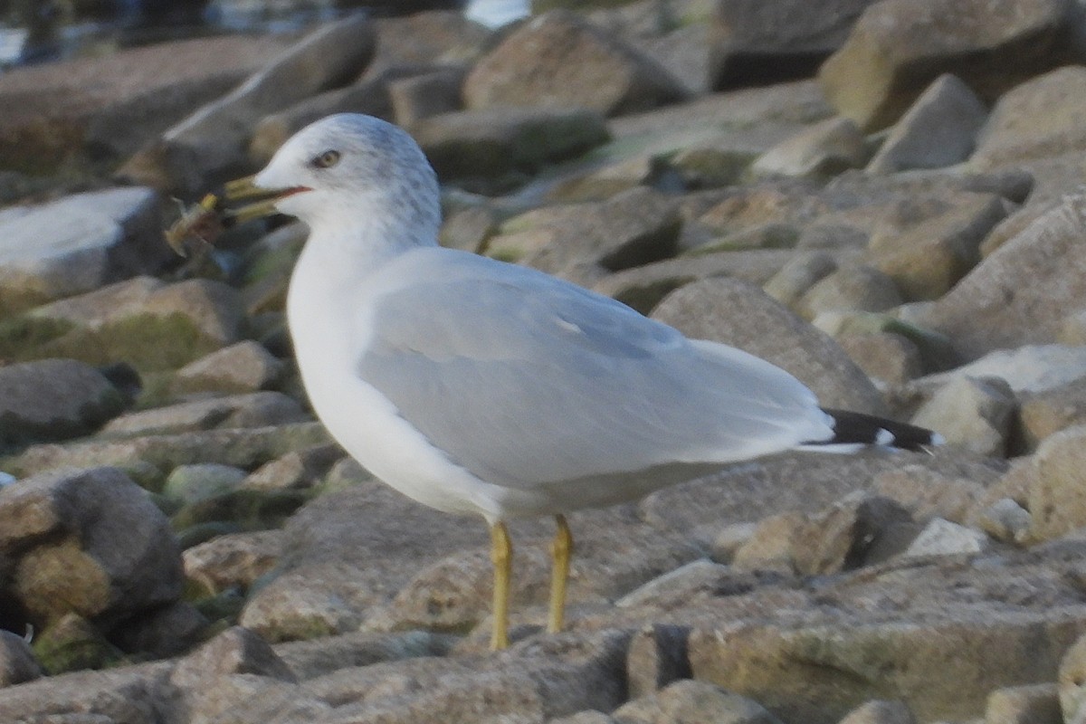 racek kroužkozobý - ML644059935