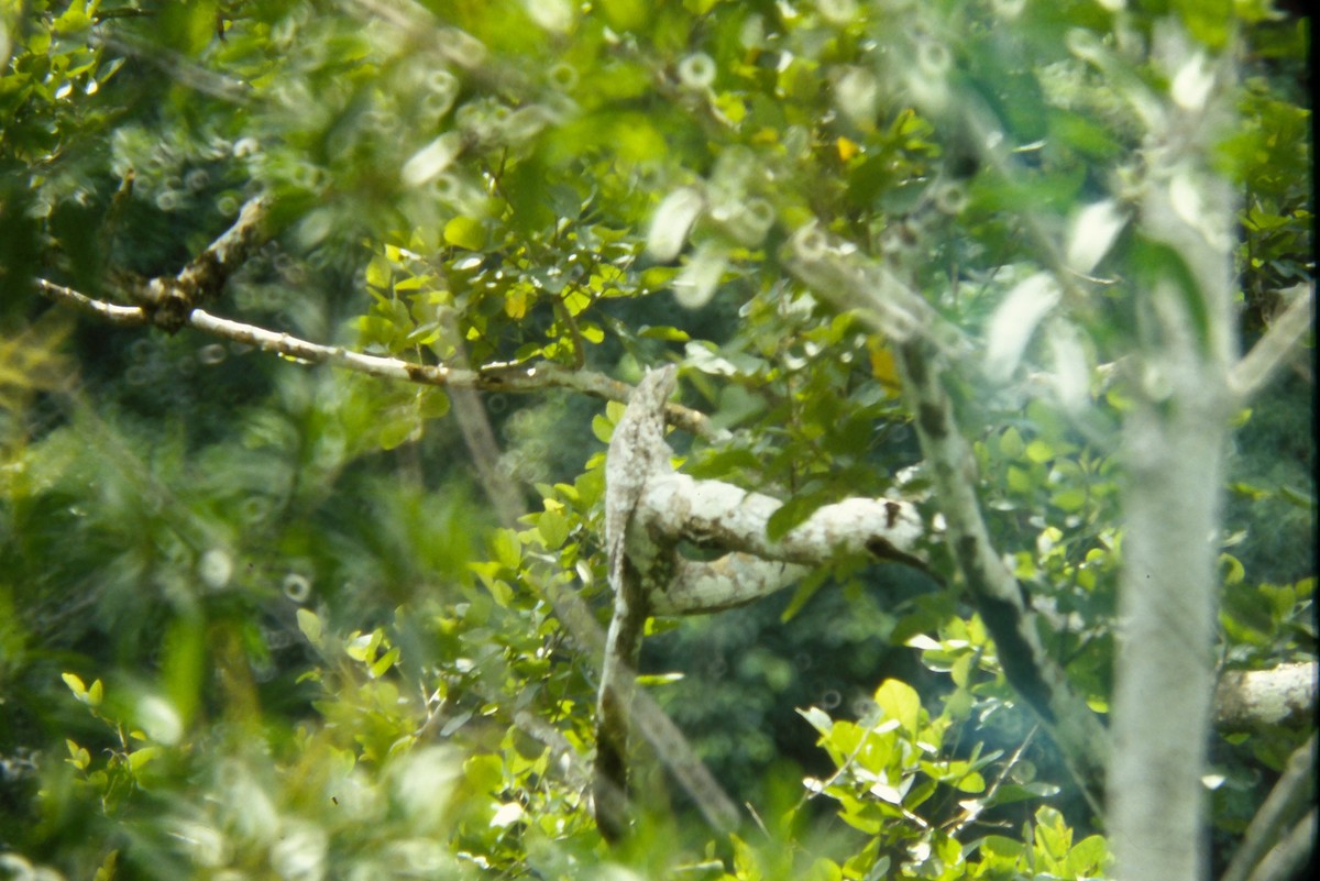 Great Potoo - ML644059949