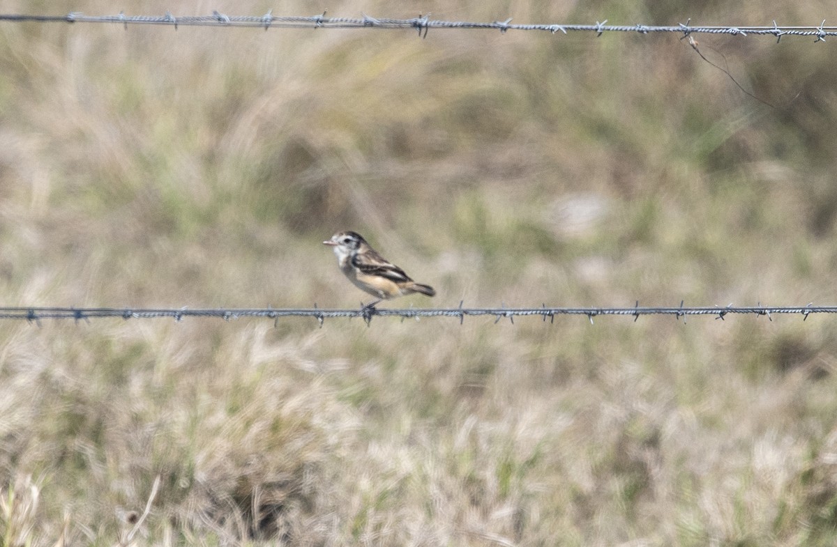 Cock-tailed Tyrant - ML644059950