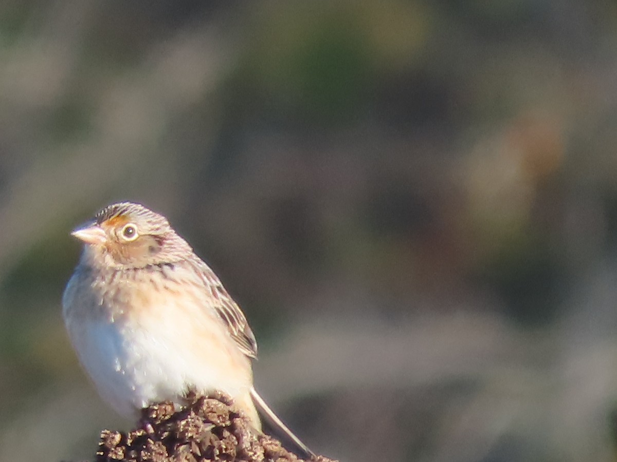Grasshopper Sparrow - ML644059951