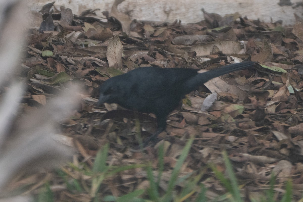 Scrub Blackbird - ML644059955