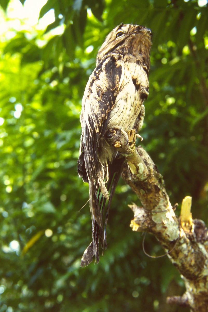 Common Potoo - ML644059977