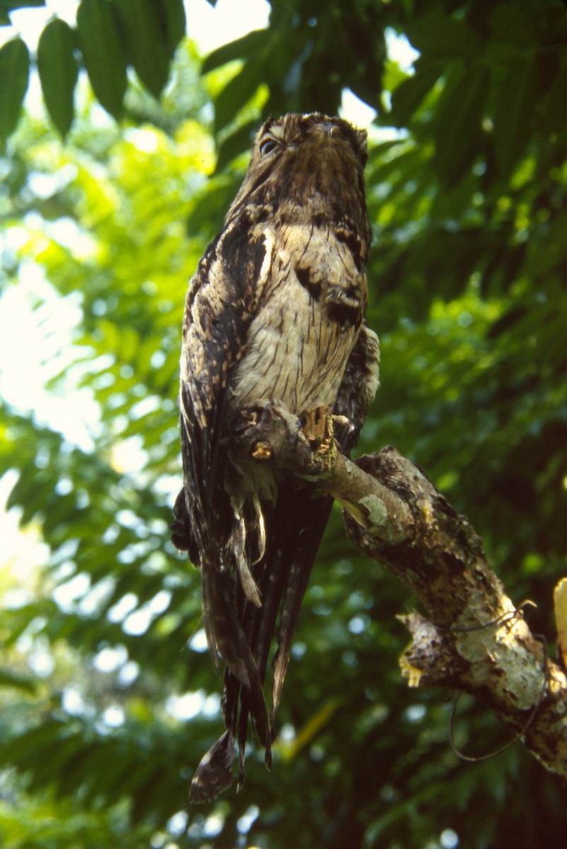 Common Potoo - ML644059978