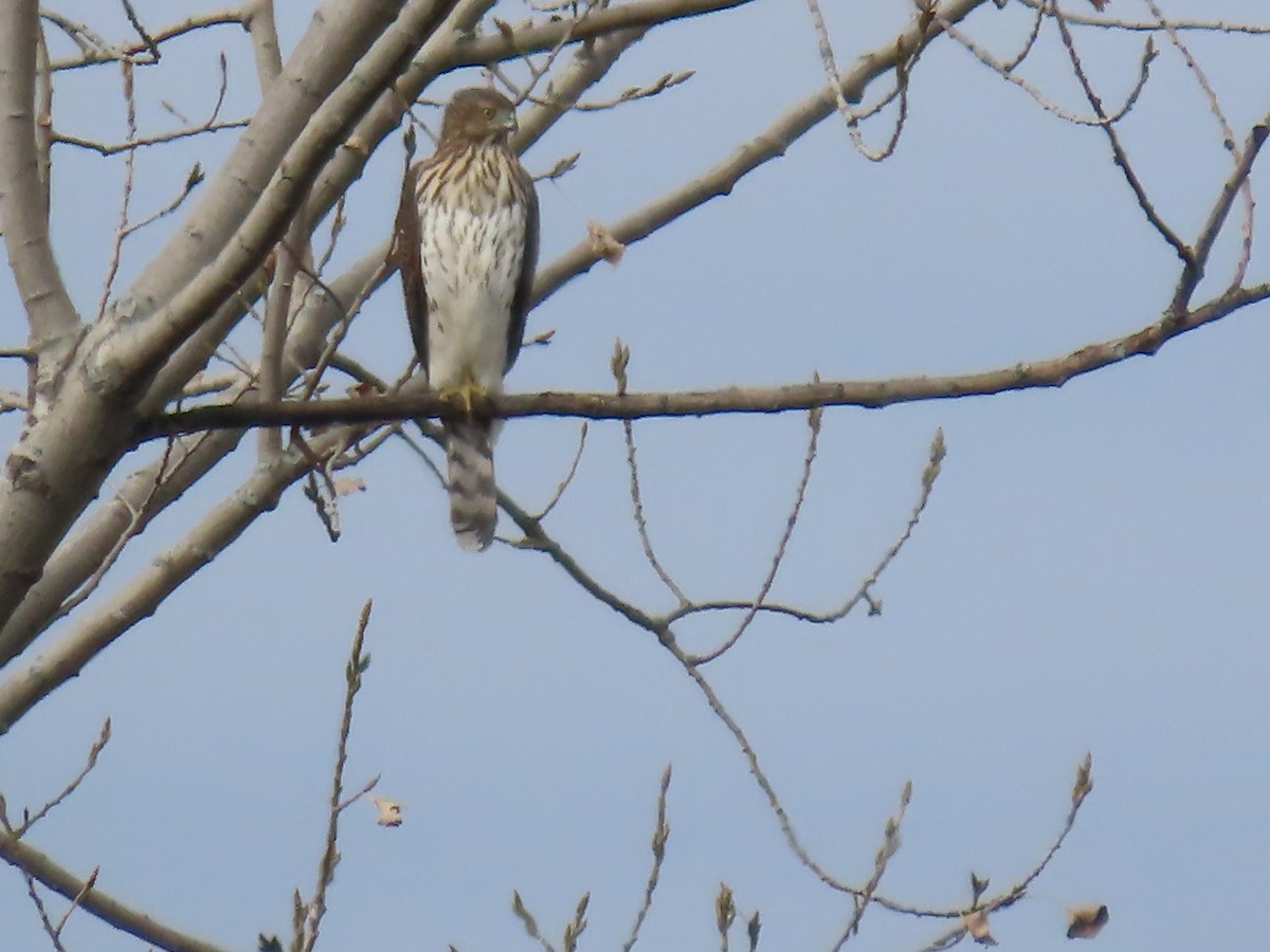 Cooper's Hawk - ML644059989