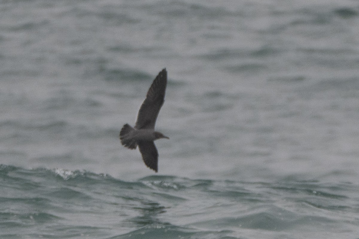 ハイイロカモメ - ML644059990