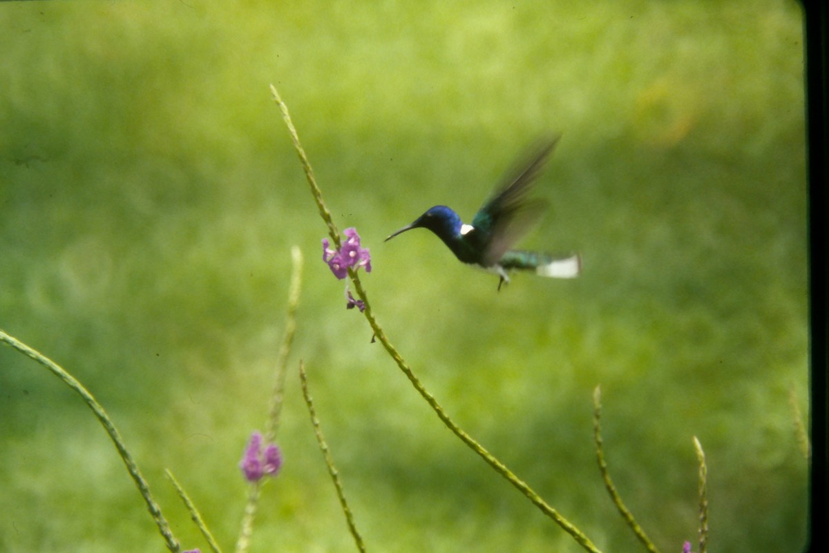 White-necked Jacobin - ML644060012