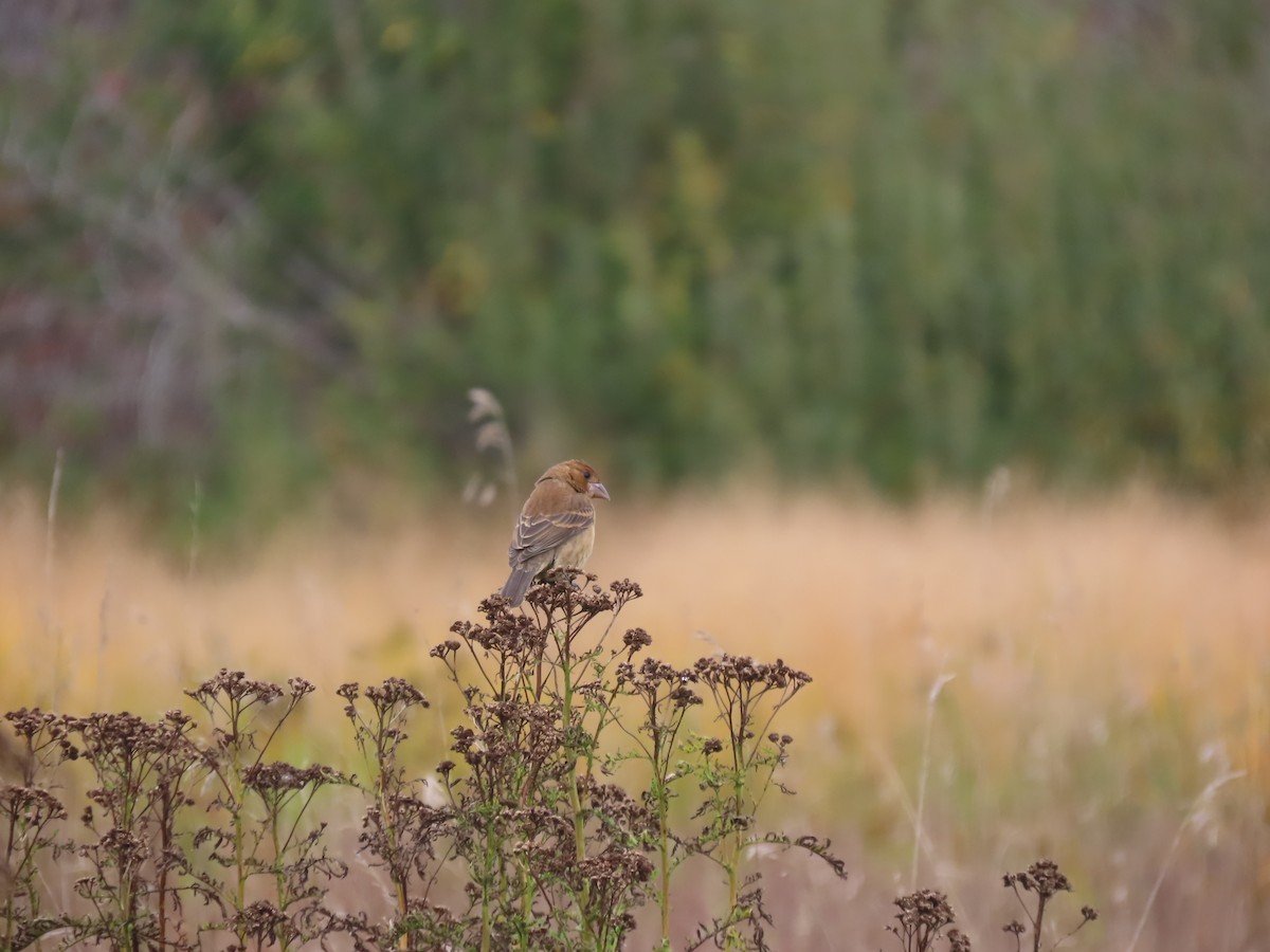 Blue Grosbeak - ML644060032
