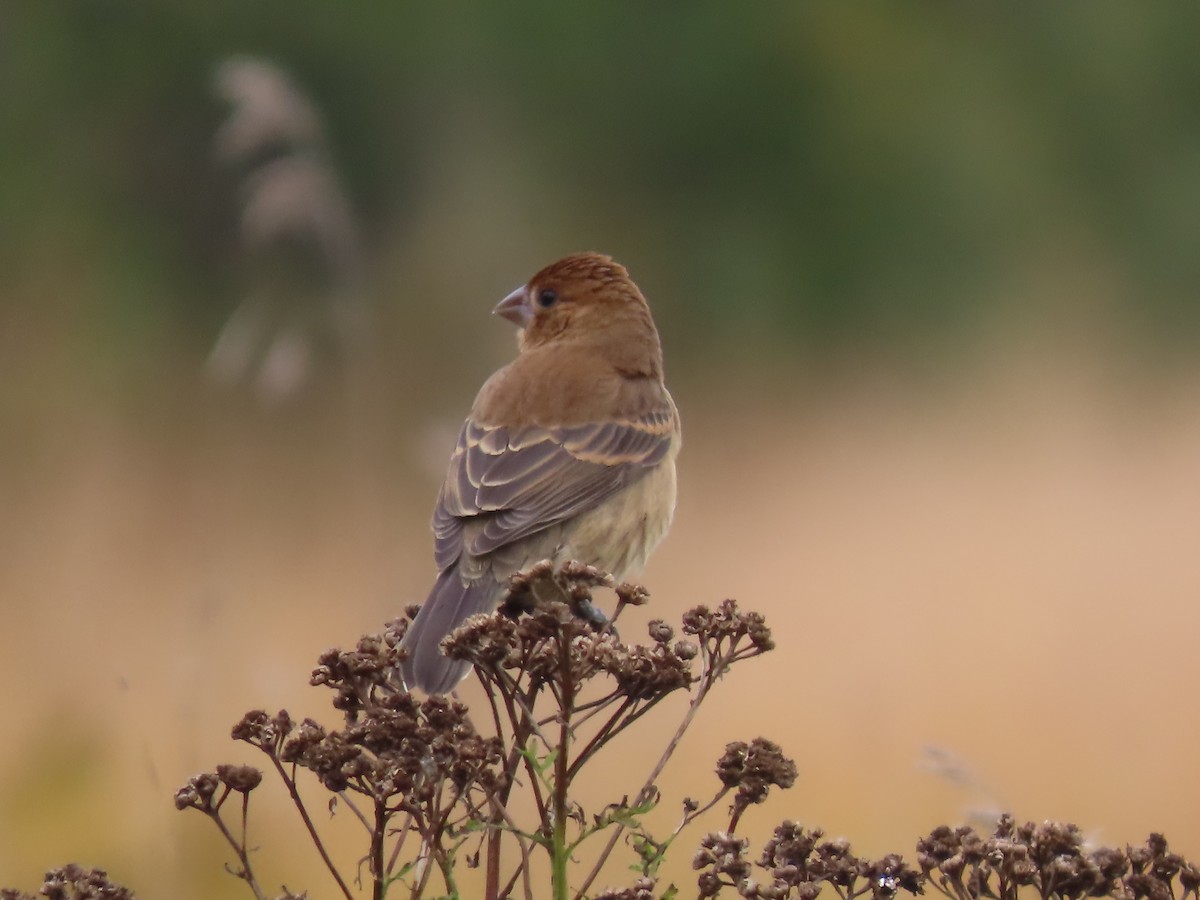 Blue Grosbeak - ML644060033