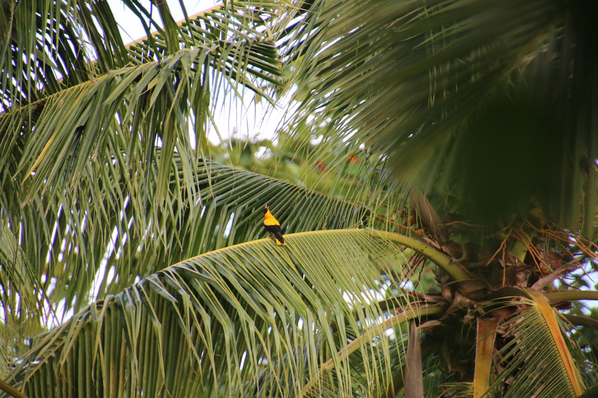 Black-naped Oriole - ML644060043