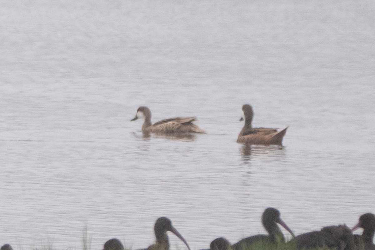White-cheeked Pintail - ML644060048