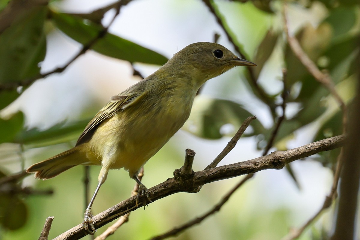 Yellow Warbler (Northern) - ML644060051