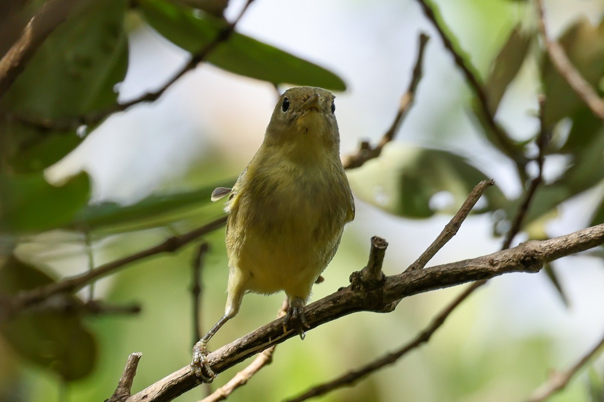 Yellow Warbler (Northern) - ML644060052