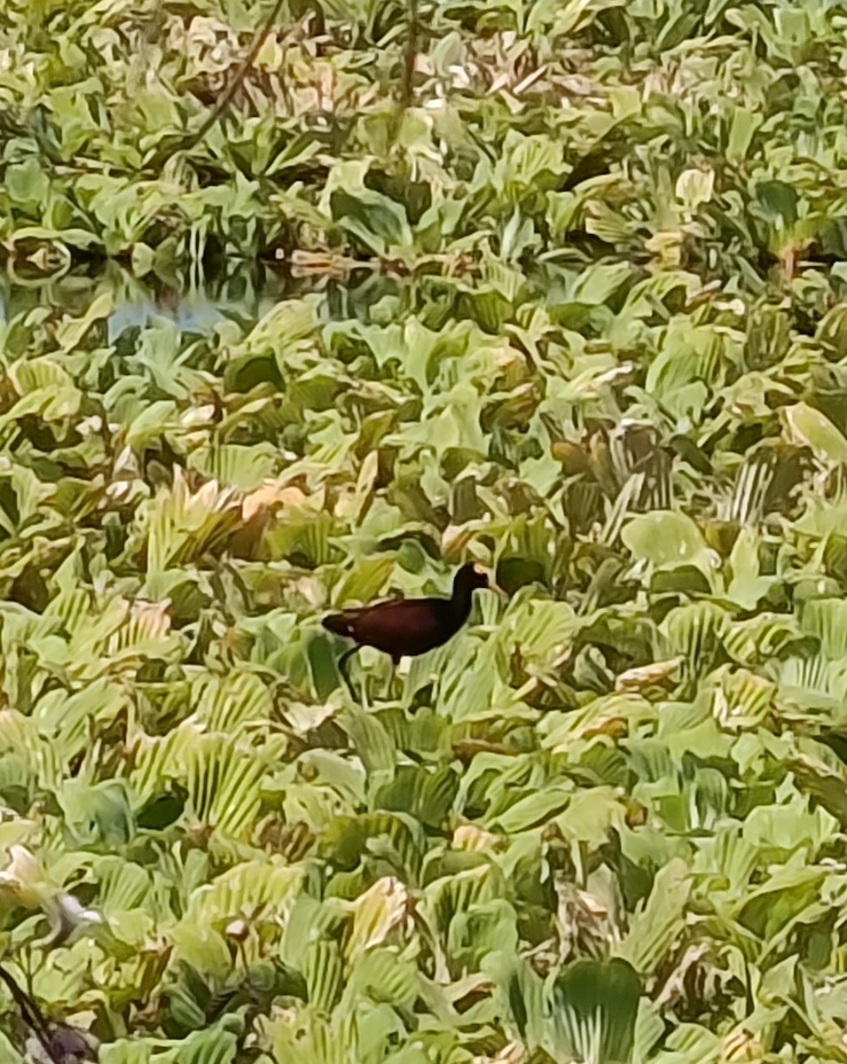 Northern Jacana - ML644060061