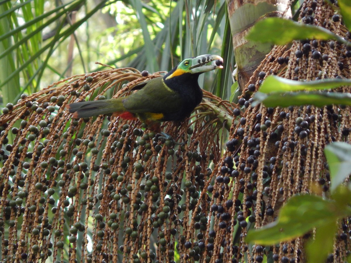 Spot-billed Toucanet - ML644060079