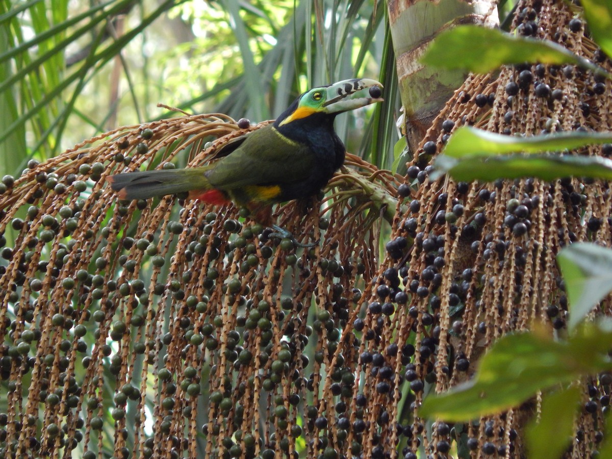 Spot-billed Toucanet - ML644060088