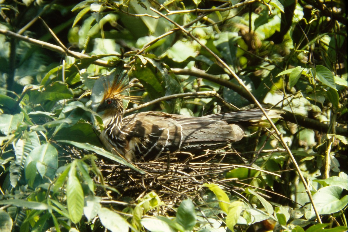 Hoatzin - ML644060093
