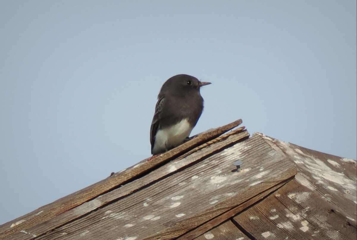 Black Phoebe - ML644060098