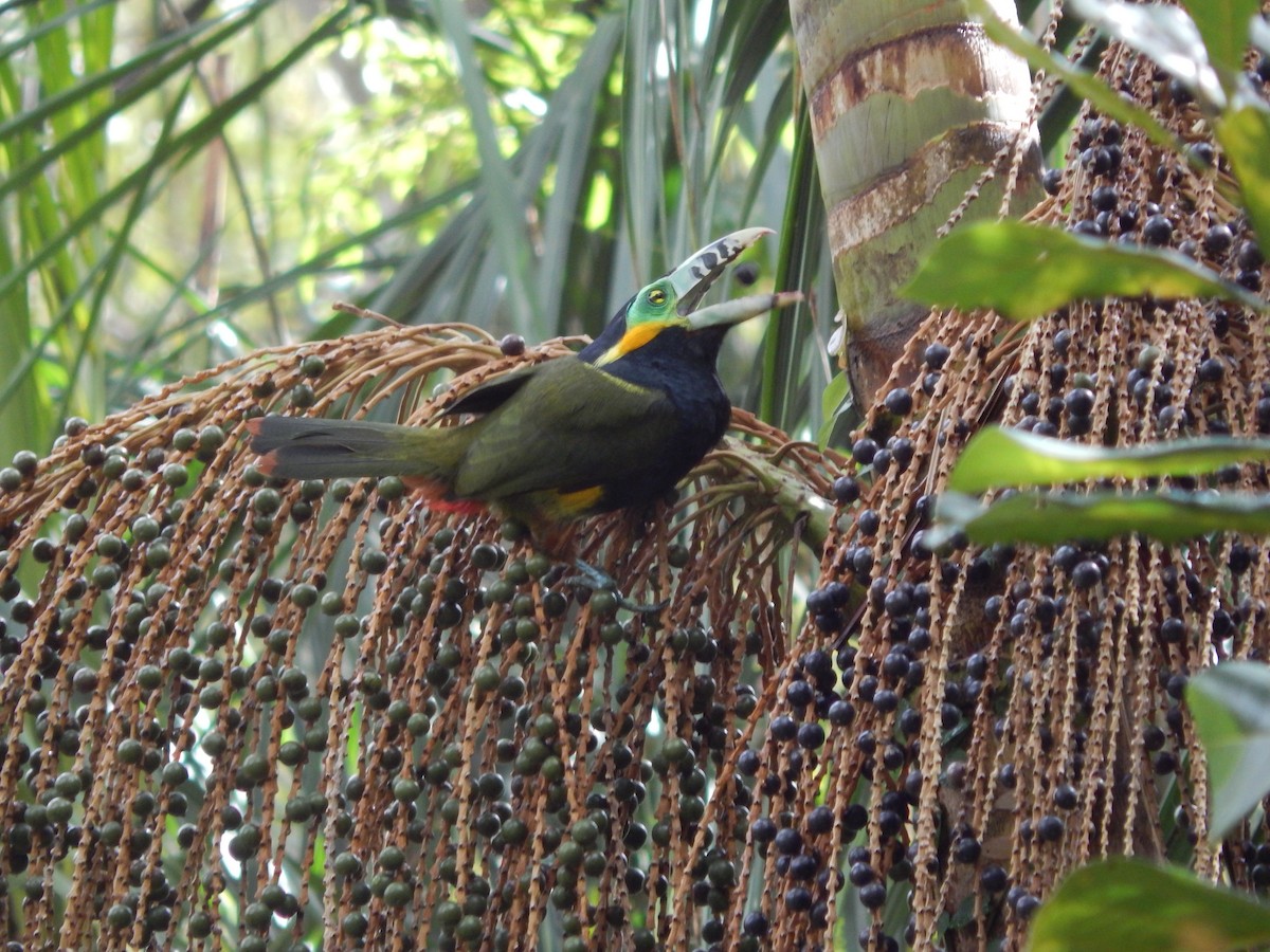 Spot-billed Toucanet - ML644060101