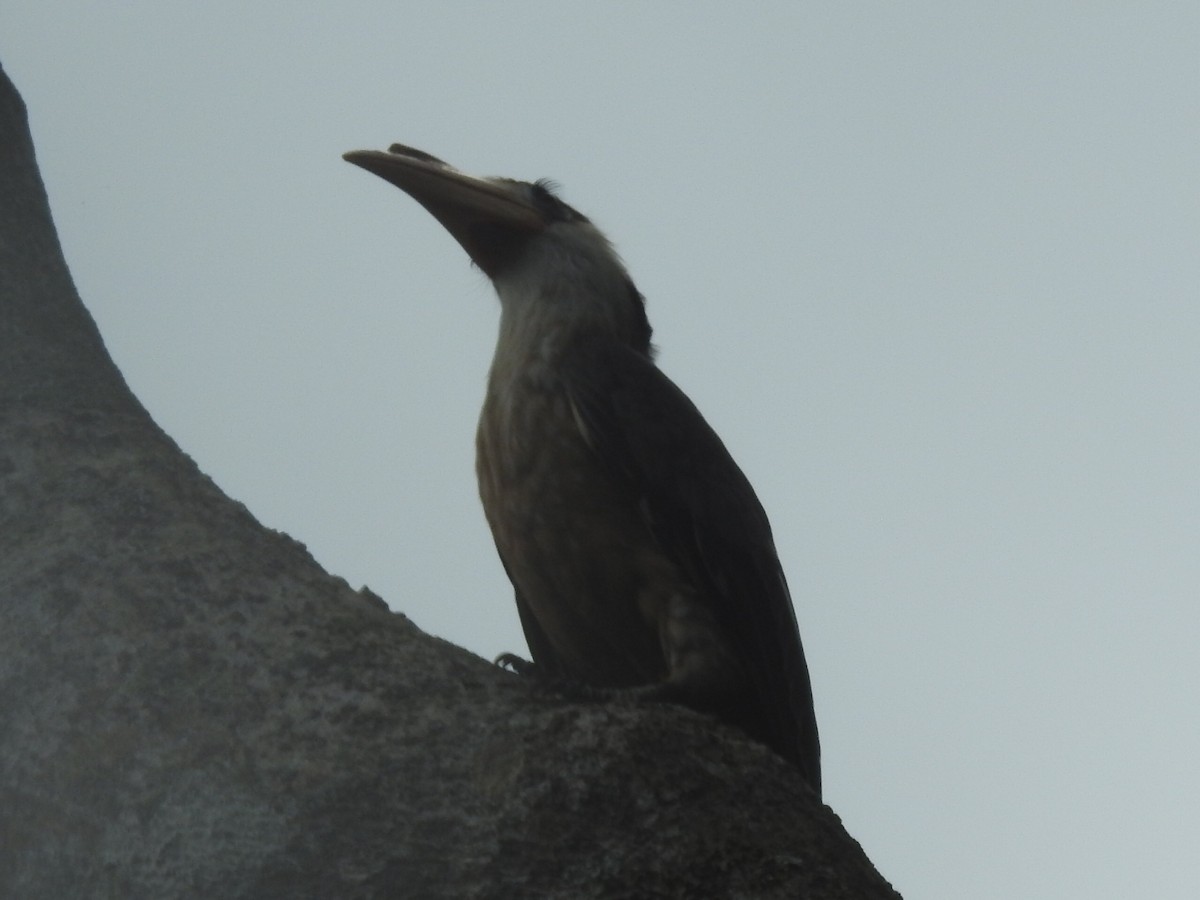 hvitkinnhornfugl - ML644060102