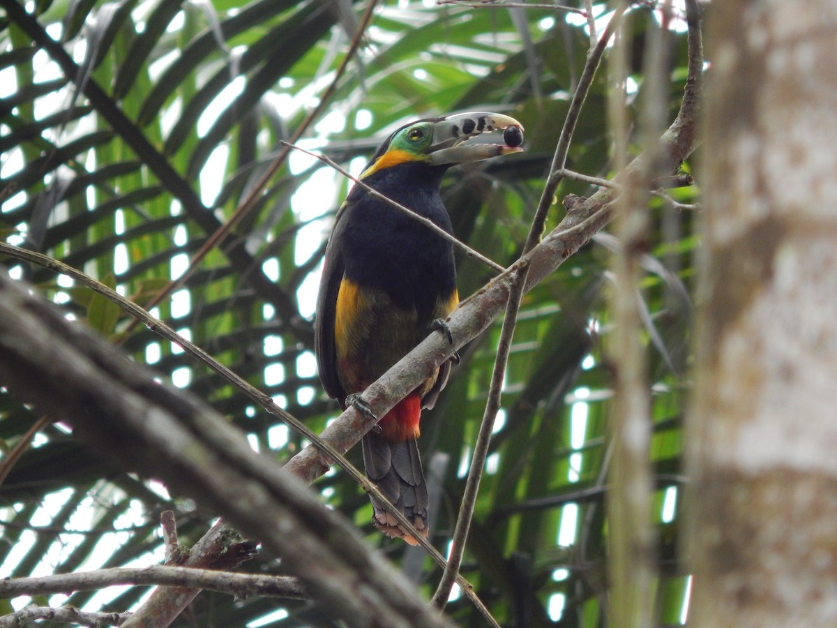 Spot-billed Toucanet - ML644060104
