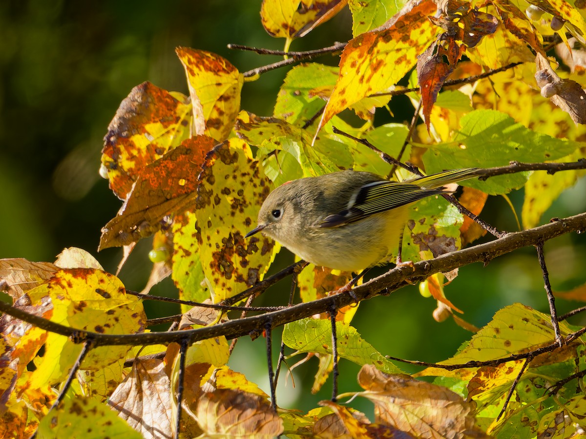 Ruby-crowned Kinglet - ML644060106