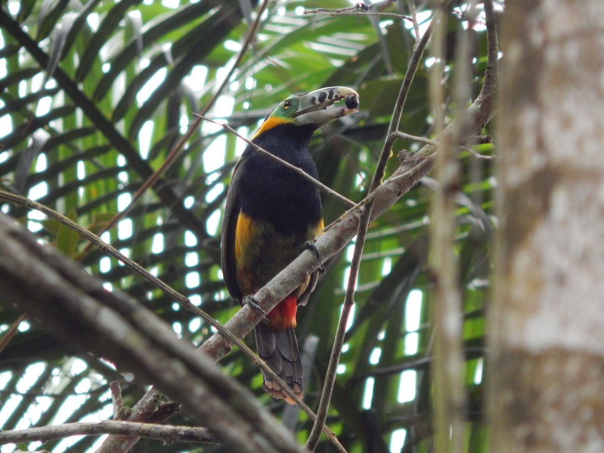 Spot-billed Toucanet - ML644060109