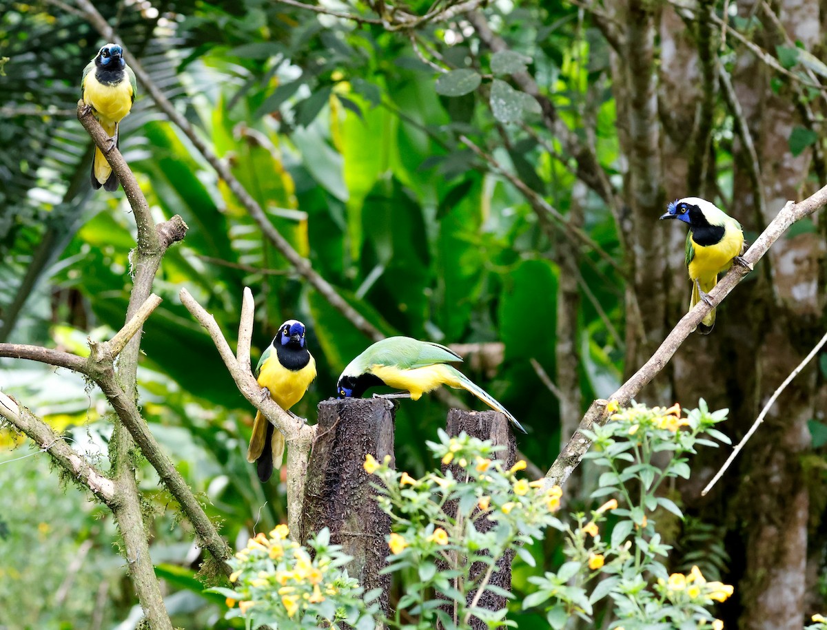 Green Jay - ML644060111