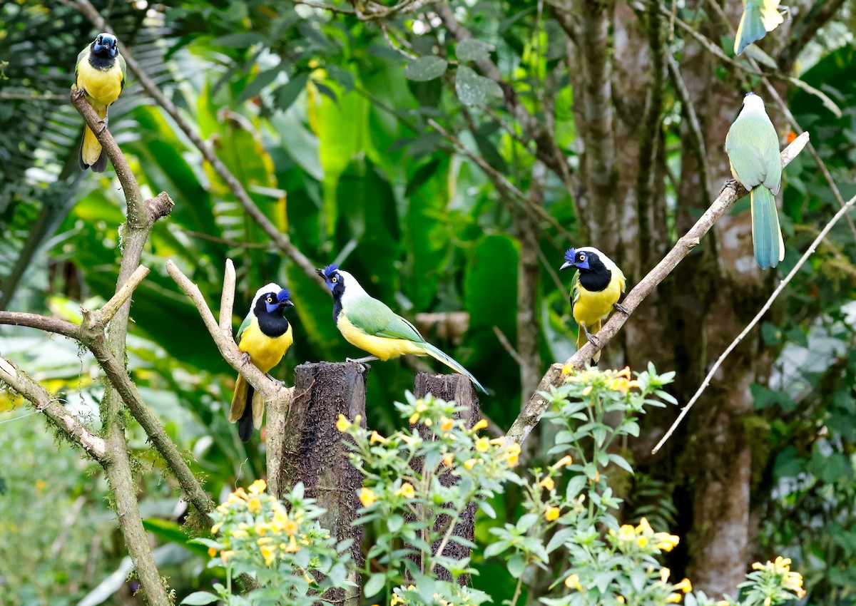 Green Jay - ML644060112