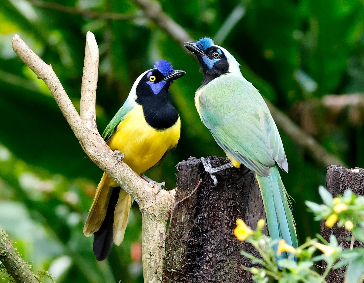 Green Jay - ML644060113