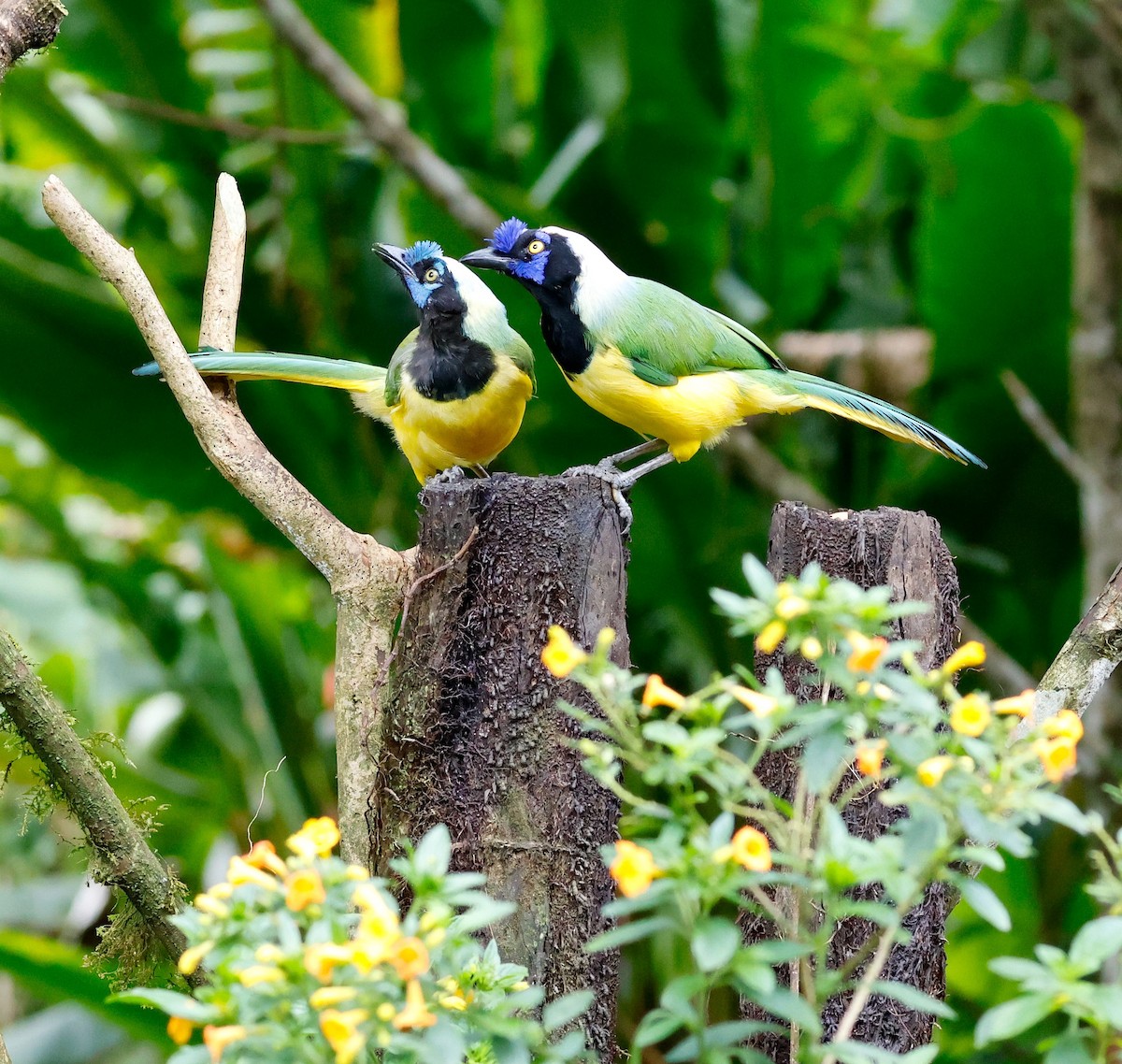 Green Jay - ML644060114