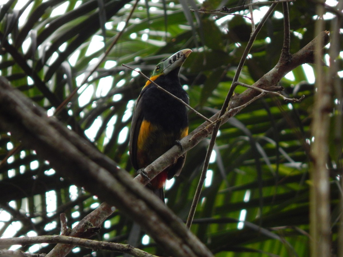 Spot-billed Toucanet - ML644060116