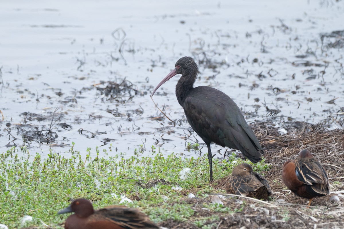 Ibis de Ridgway - ML644060117