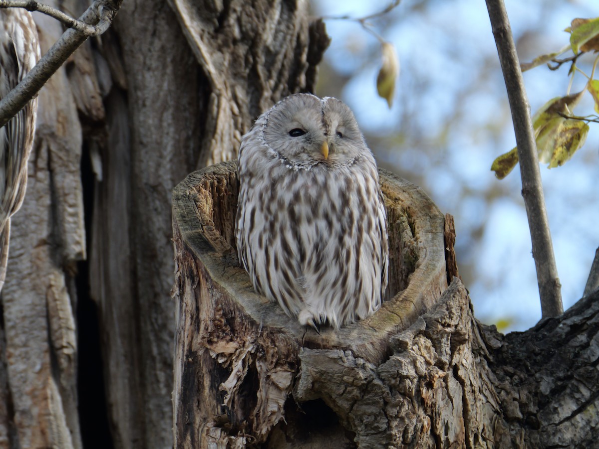 Ural Owl - ML644060123