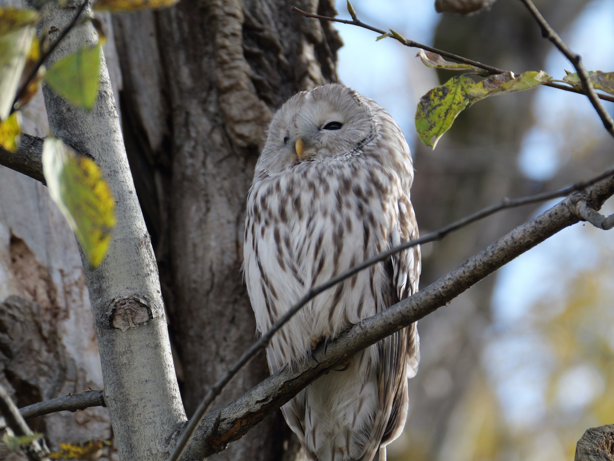 Ural Owl - ML644060124