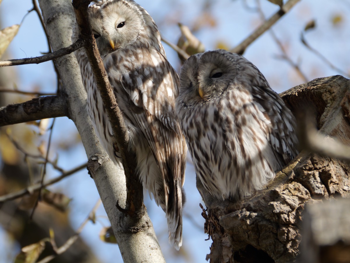 Ural Owl - ML644060125