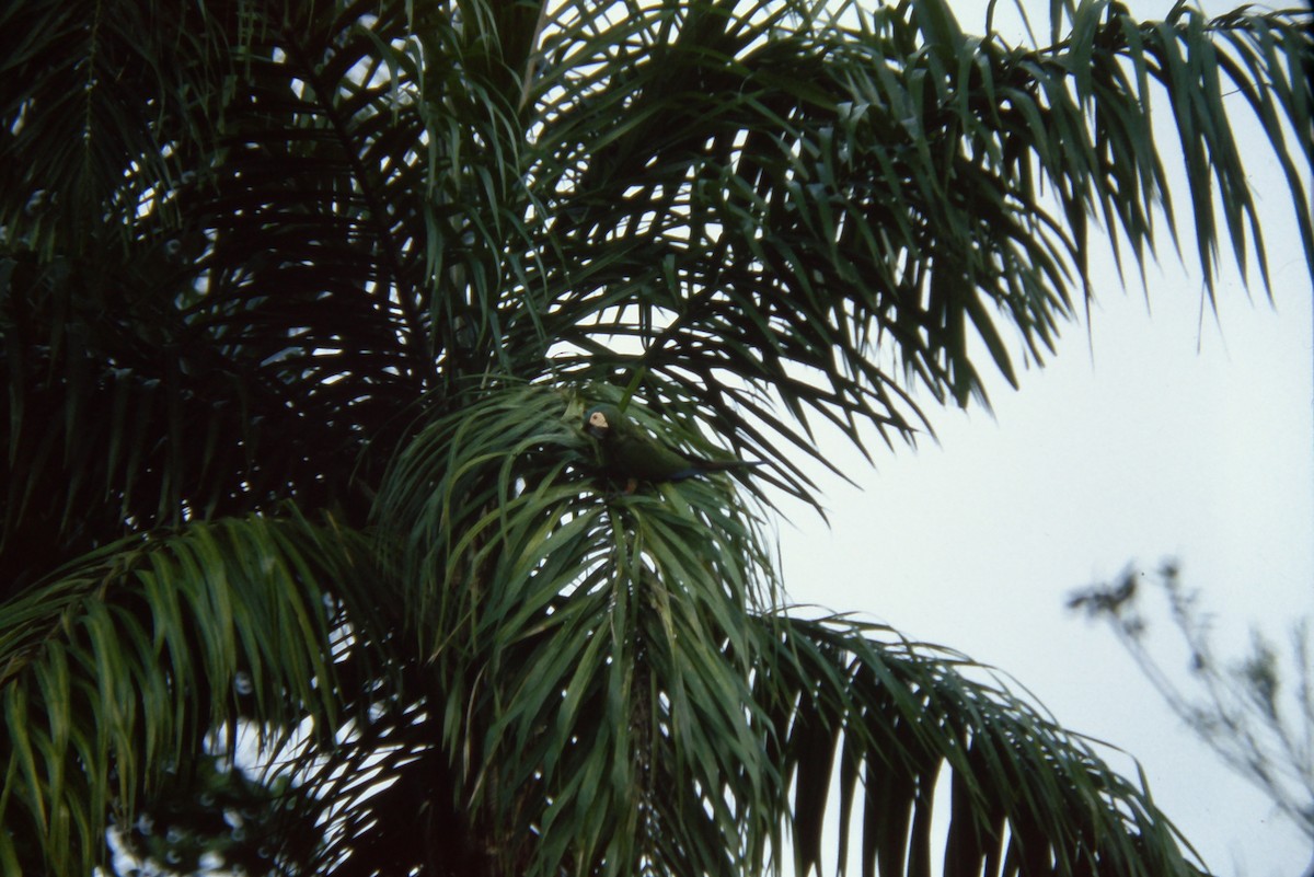 Ara vert - ML644060135