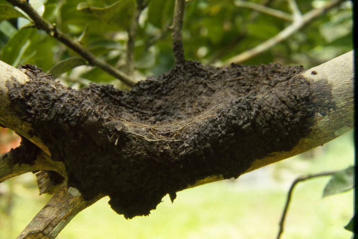 Pale-legged Hornero - ML644060167