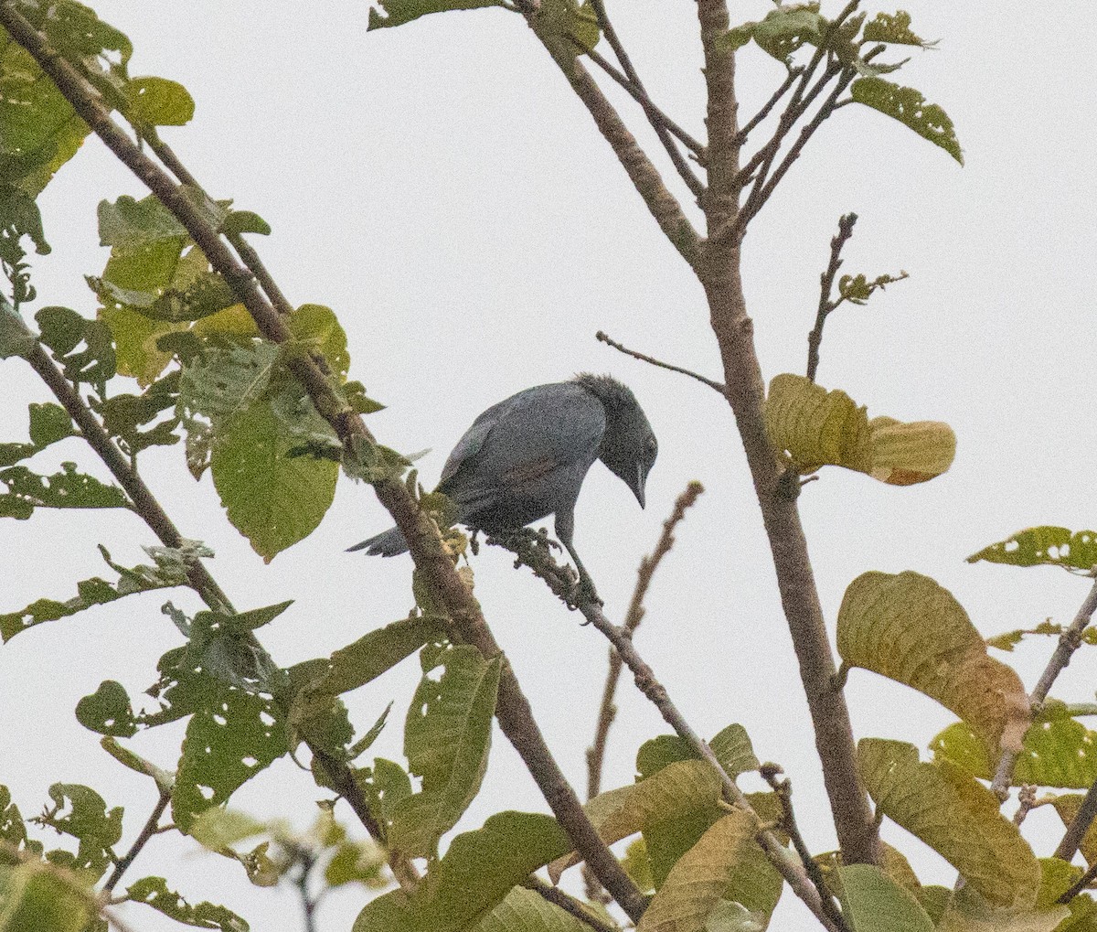 Waller's Starling - ML644060179