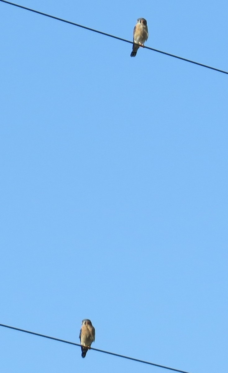 American Kestrel - ML644060188