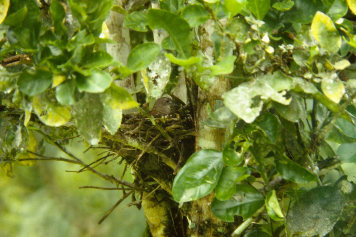 Plain-crowned Spinetail - ML644060199