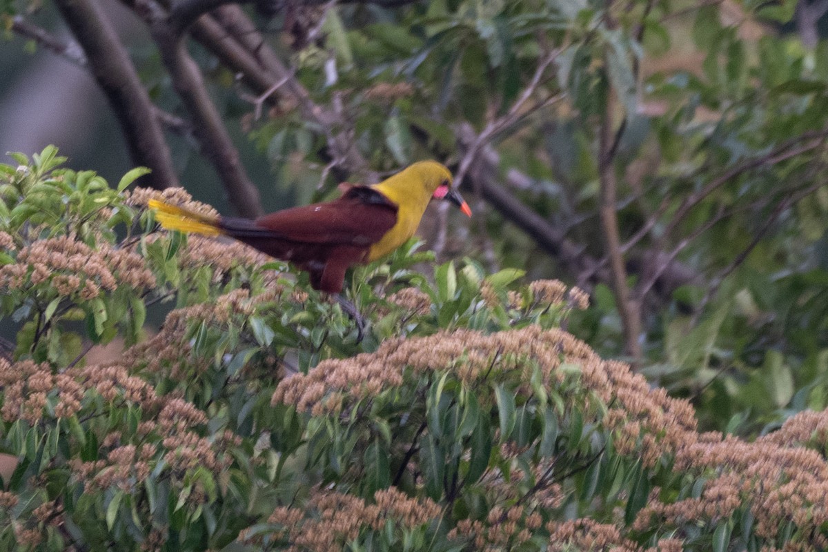 Amazon Oropendulası - ML644060213